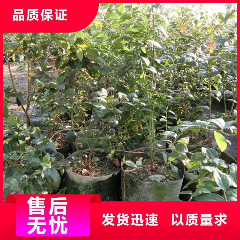蓝莓苗桃树苗服务周到