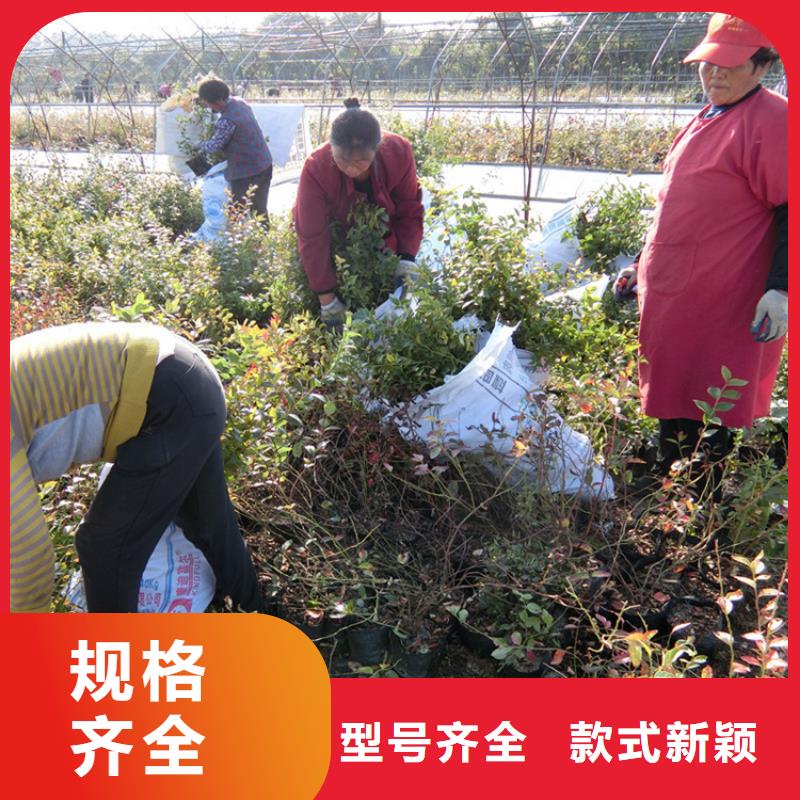【蓝莓苗苹果苗老品牌厂家】