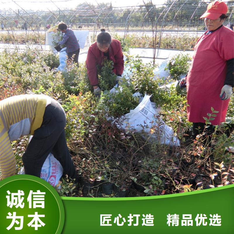 蓝莓苗草莓苗快速物流发货