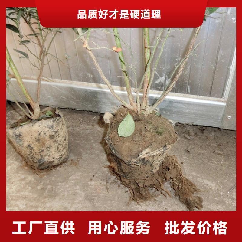 蓝莓苗樱桃苗工艺精细质保长久