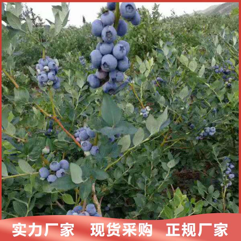 蓝莓苗-桃树苗专业生产品质保证