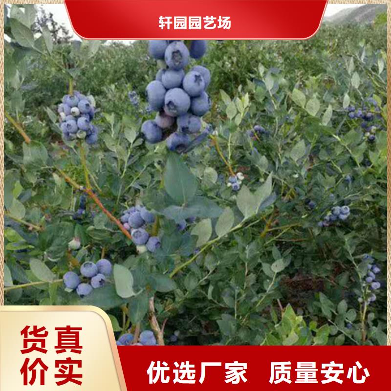 蓝莓苗樱桃苗工艺精细质保长久