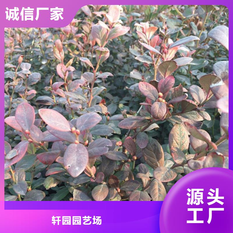 组培蓝莓苗批发价格