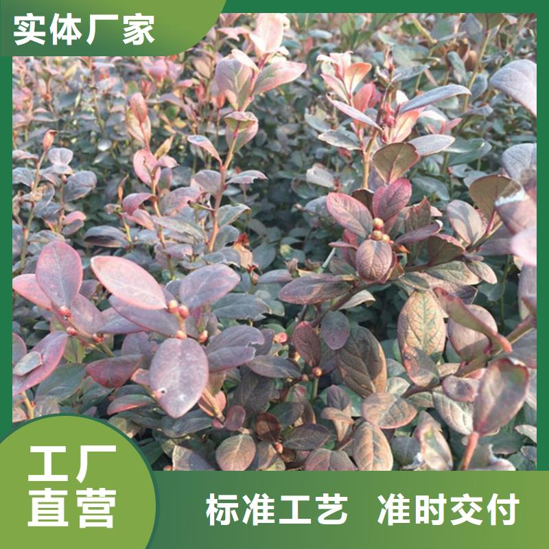 蓝莓苗石榴树畅销当地