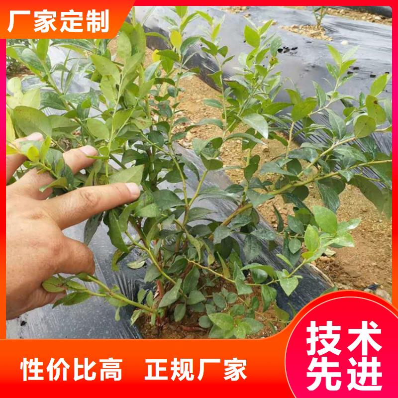 蓝莓苗樱桃苗工艺精细质保长久