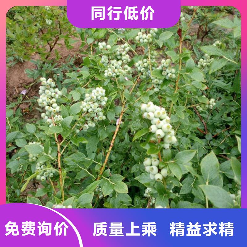 蓝莓苗根系发达