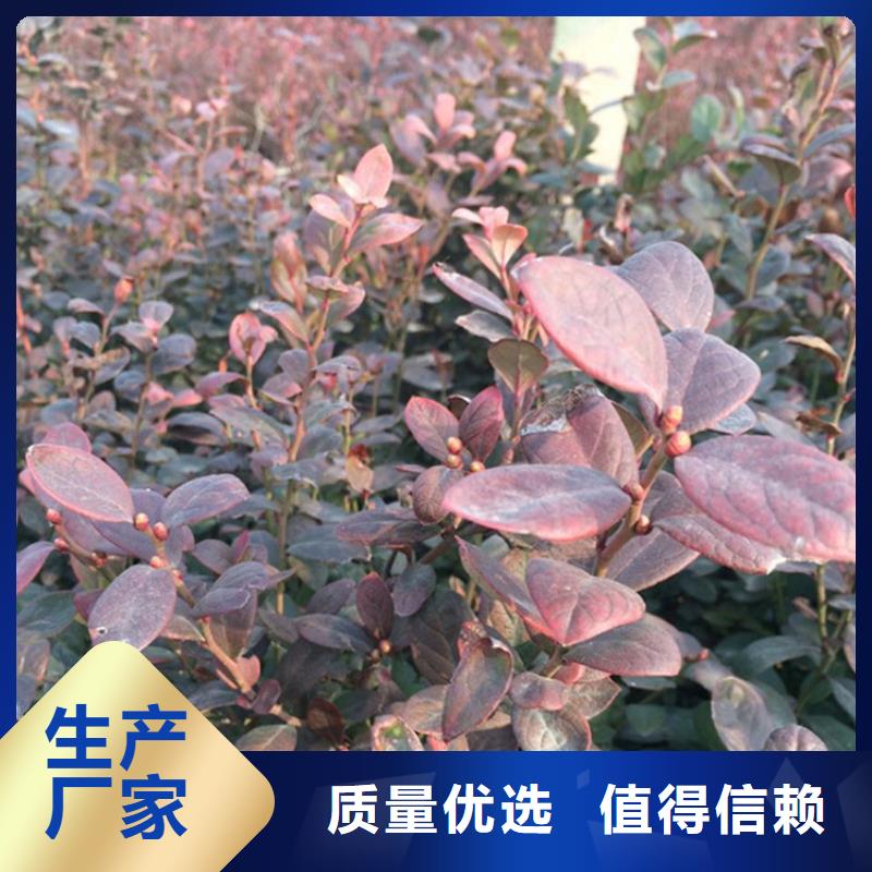 蓝莓苗-桃树苗专业生产品质保证