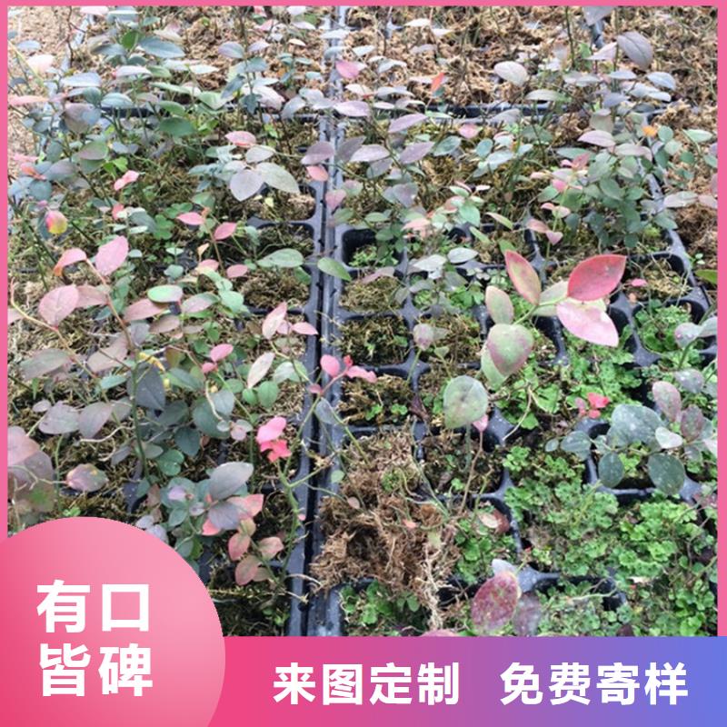 蓝莓苗樱桃苗工艺精细质保长久