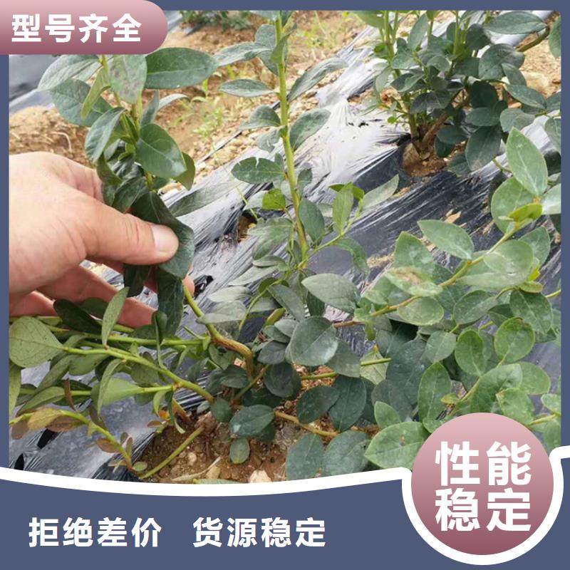 莱克西蓝莓苗质优价廉