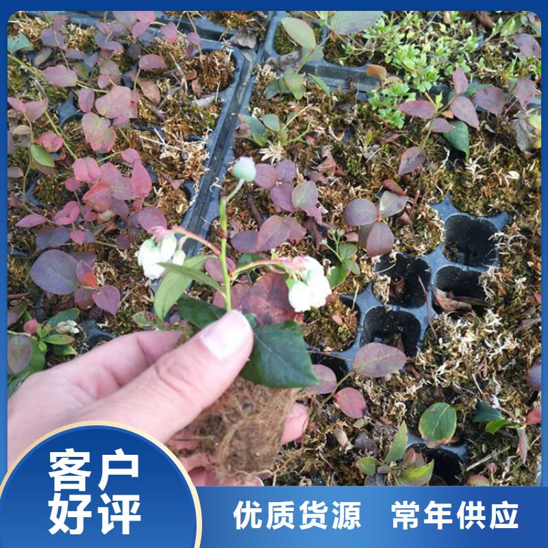蓝莓苗全国配送