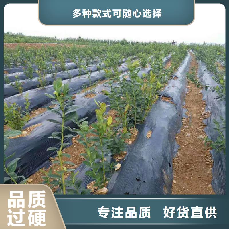 蓝莓苗草莓苗快速物流发货