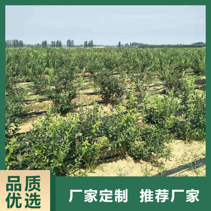 蓝莓苗草莓苗快速物流发货