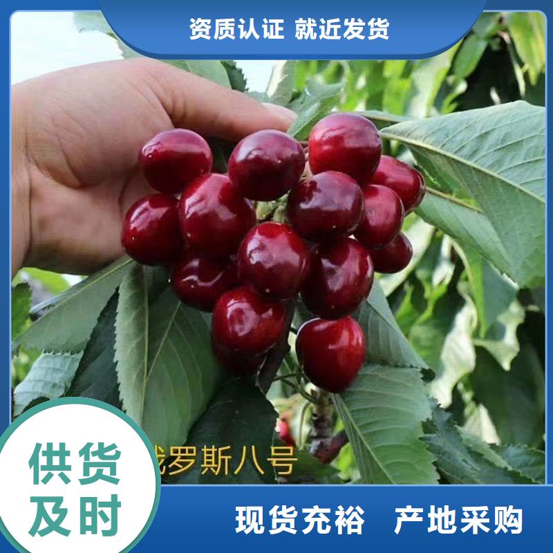 大樱桃树苗成活率高
