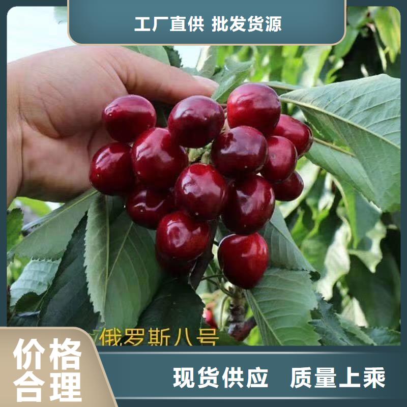 樱桃石榴苗经验丰富品质可靠