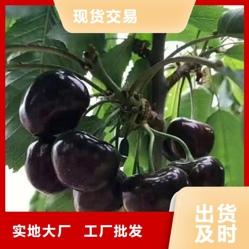 樱桃【梨树苗】检验发货