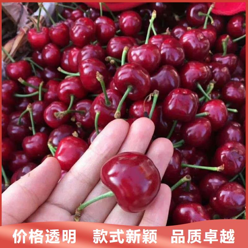 矮化大樱桃树苗采摘园