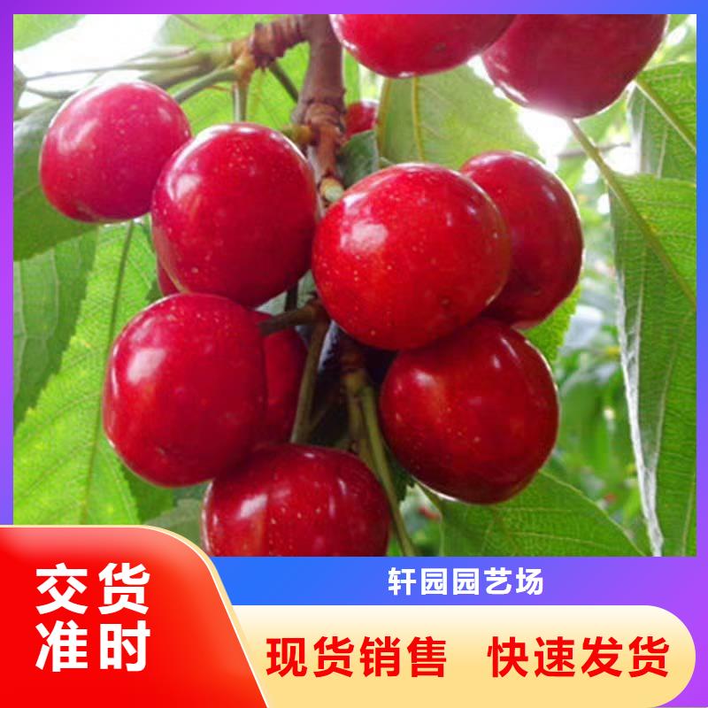 樱桃【苹果苗】实力大厂家