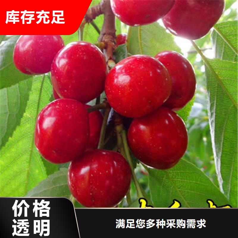 车厘子免费咨询