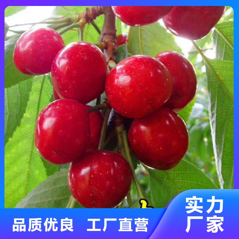 矮化大樱桃树苗质优价廉