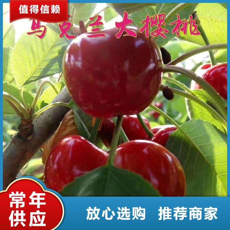 一根棍樱桃树苗采摘园