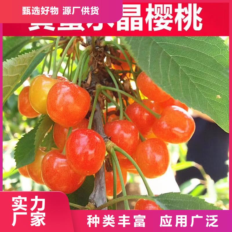 矮化车厘子树苗育苗基地