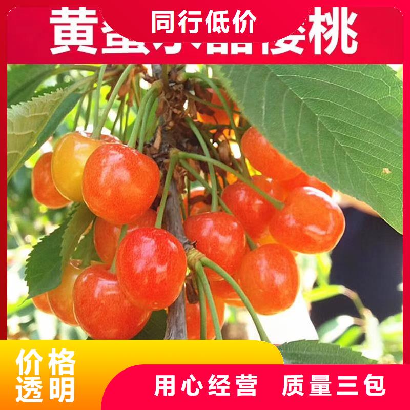 矮化车厘子苗批发价格