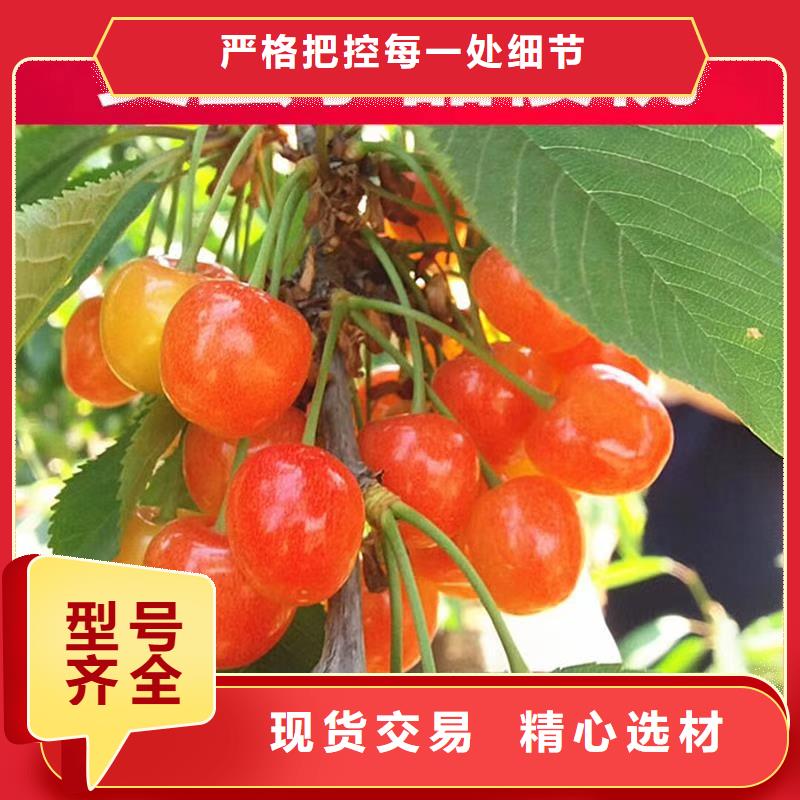 矮化车厘子树苗欢迎咨询