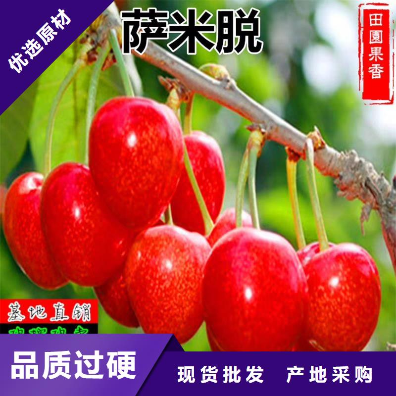 大樱桃苗种植技术