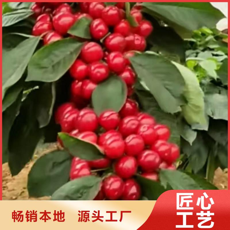 樱桃石榴苗经验丰富品质可靠