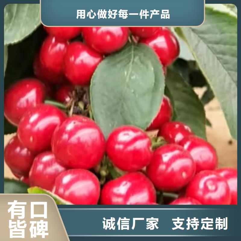 矮化吉塞拉大樱桃苗规格