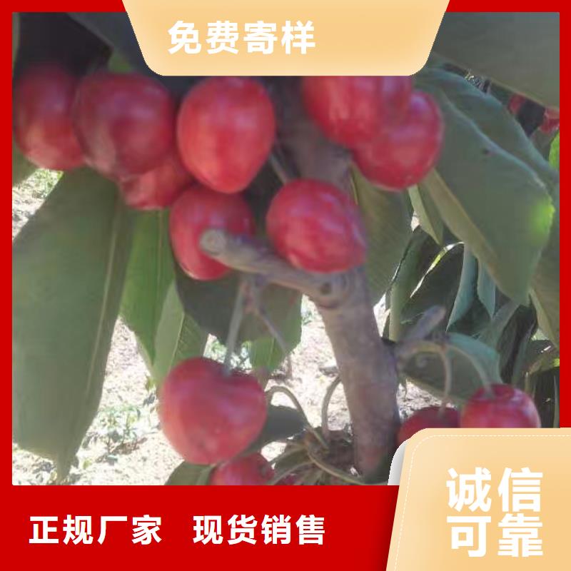 矮化车厘子树苗怎么卖