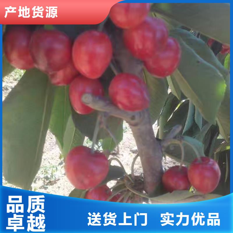 矮化车厘子树苗量多优惠