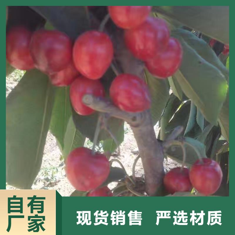 车厘子苗育苗基地