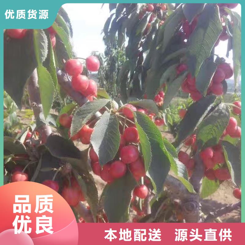 轩园樱桃【葡萄苗】源头厂家-苹果苗