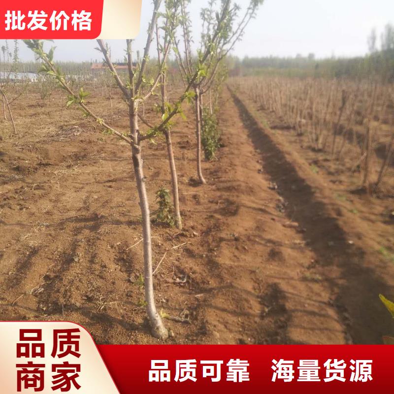 矮化车厘子树苗现挖苗现发货