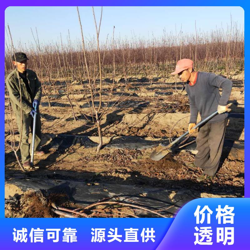 矮化车厘子树苗怎么卖