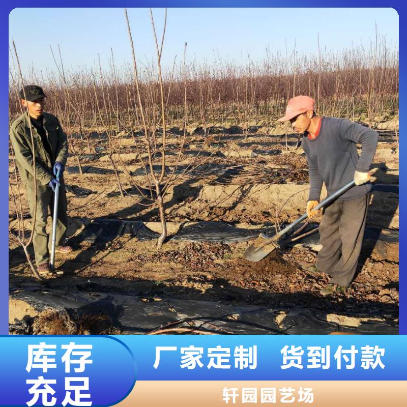大樱桃树苗经济效益