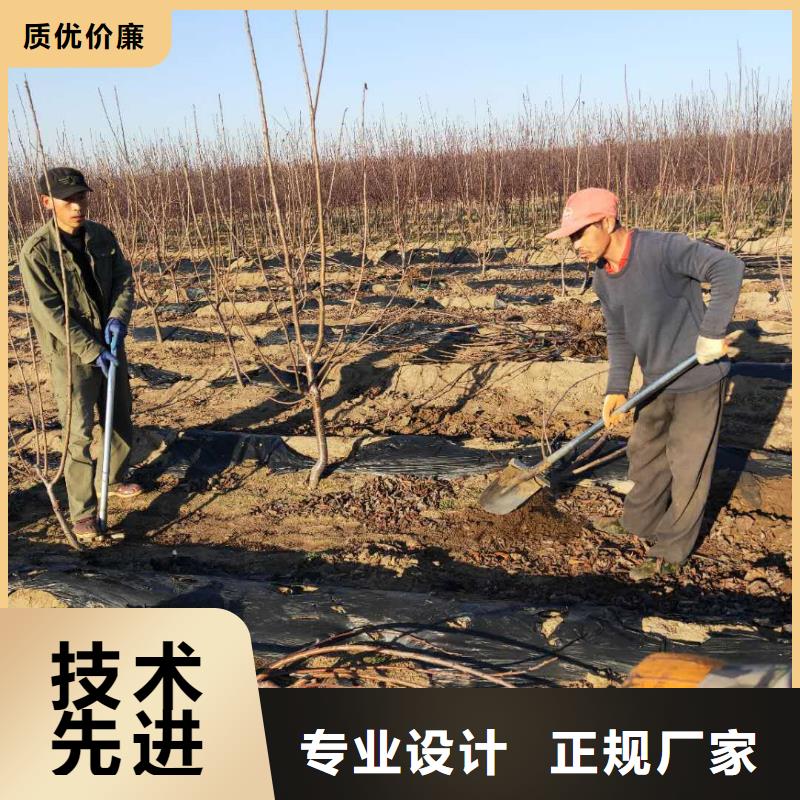 矮化大樱桃树苗采摘园