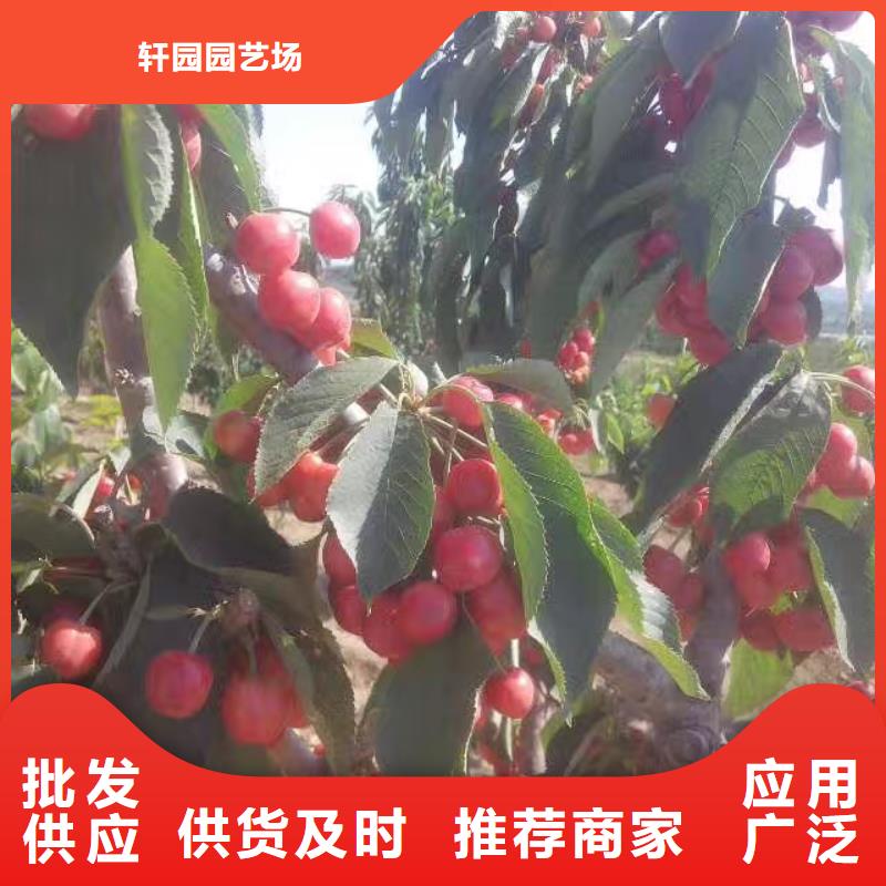 矮化吉塞拉大樱桃苗免费咨询
