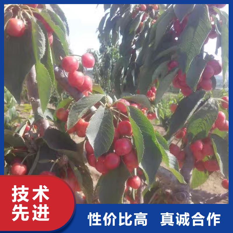 矮化大樱桃苗种植管理技术