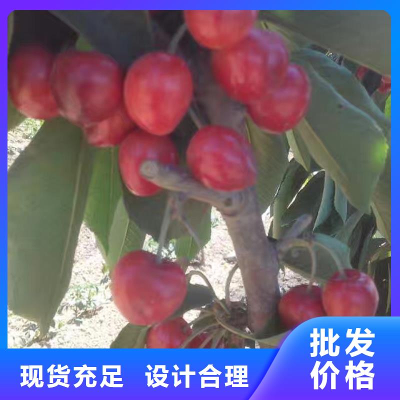 樱桃石榴树品种全