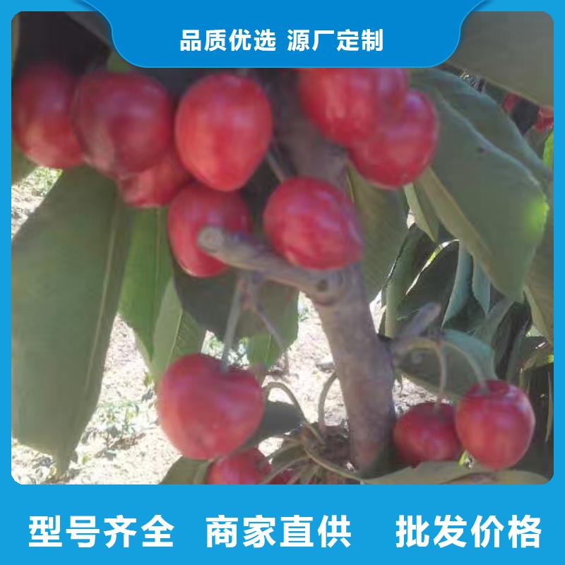 矮化大樱桃苗根系发达