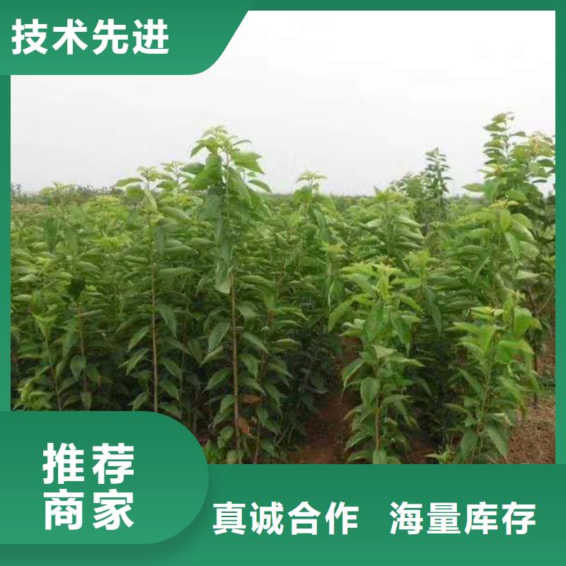 矮化吉塞拉大樱桃苗规格