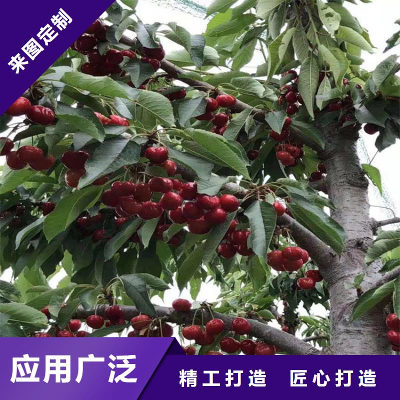 樱桃石榴苗经验丰富品质可靠