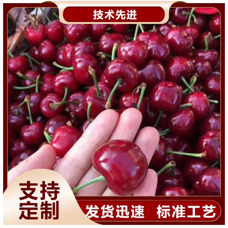 车厘子苗育苗基地