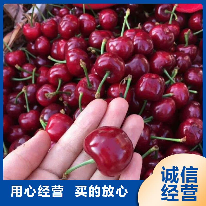 大樱桃苗欢迎咨询
