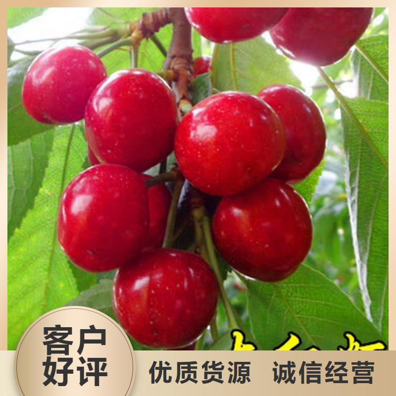 大樱桃苗种植技术