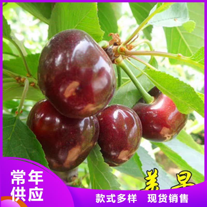 樱桃,蓝莓苗专心专注专业