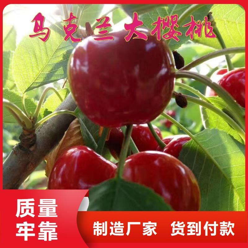 樱桃石榴树质量上乘