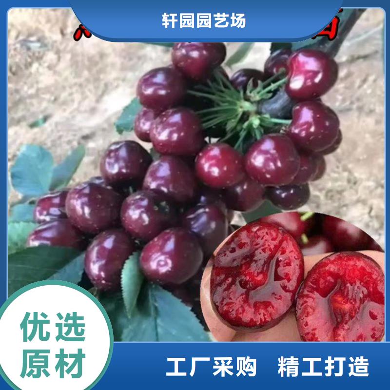 樱桃西瓜苗工厂直供